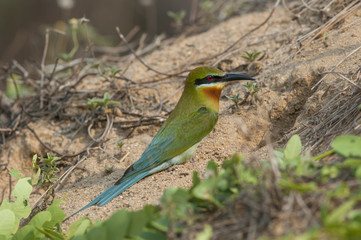Green Bee – eater 