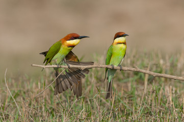 Chestnut-headed Bee-eater 