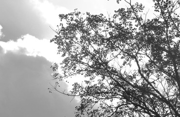 The big tree black and white version