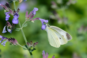 モンシロチョウ