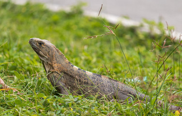 Obraz premium Lizard