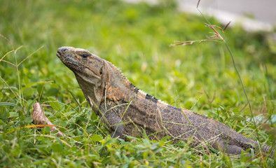 Lizard