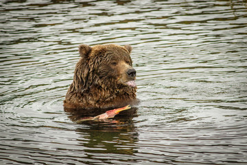 Obraz premium Huge bear eating the salmon fish in Katmai NP, Alaska