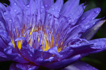 Purple Lotus.