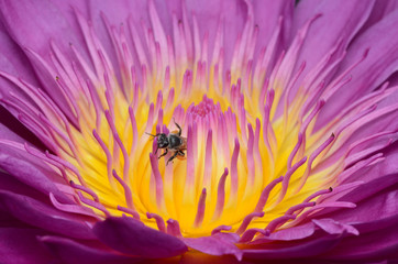 Obraz premium Pink lotus.