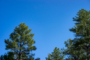 Forest & Sky