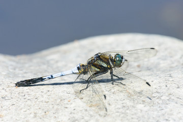 シオカラトンボ © moto_cmp