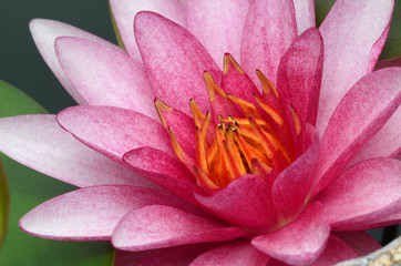 Pink lotus.