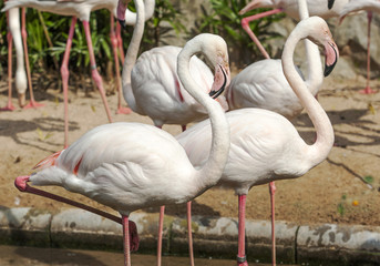 Flamingos or flamingoes are a type of wading bird in the family Phoenicopteridae, the only family in the order Phoenicopteriformes. 