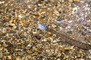 Eastern Milk snake with forked tongue out swimming through shallow freshwater