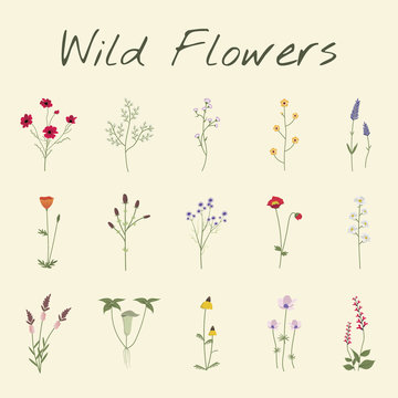 Set Collection of Wild Flowers Vector Illustration