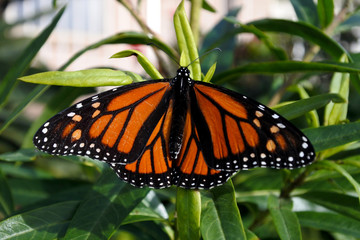 Monarch butterfly.Insect