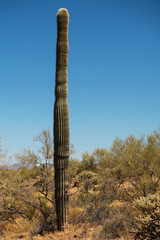 Super-tall armless Saguaro