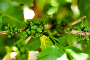 riped coffee berry on stem