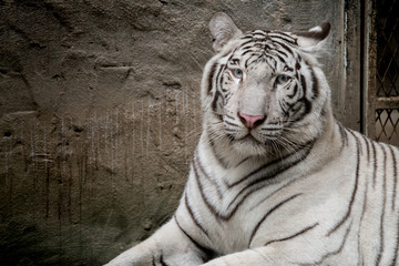 Image of White tiger