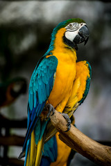 Green and yellow macaw on branch