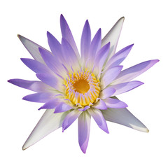 The purple lotus isolated on white background