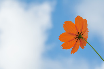 青空とキバナコスモス