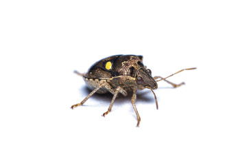 Two Spotted Sesame Bug (Eysarcoris guttiger) isolated on white background.