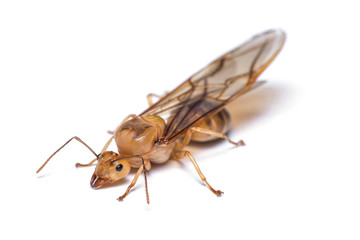 A female weaver ant isolated on white background.