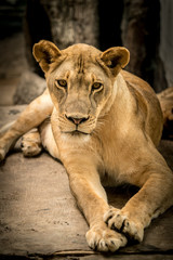 Lioness, Female lion