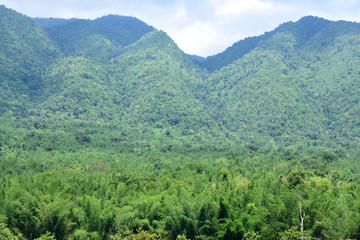 Fototapeta na wymiar Tropical rainforest at Huai Kha Khaeng Wildlife Sanctuary, Thailand, Forest landscape at World Heritage