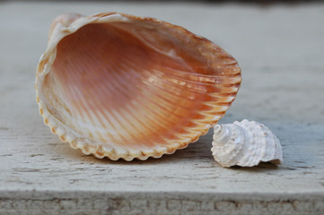 SEA SHELLS