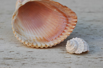 SEA SHELLS