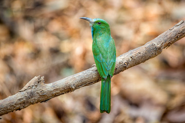 bird [ Blue-bearded Bee-eater ] Thailand