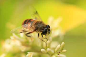 Bee