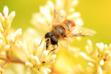 Bee