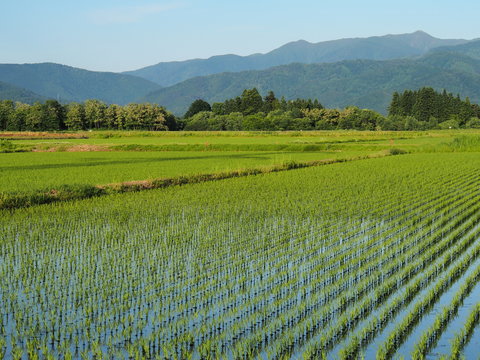 田植え後の水田風景