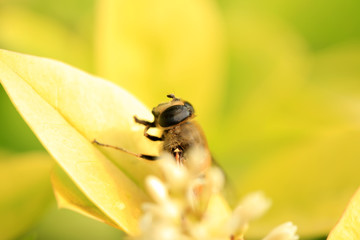 Bee