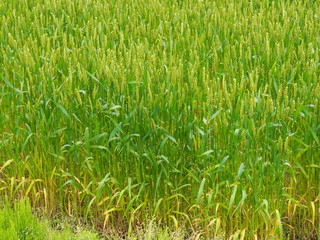 初夏の麦畑