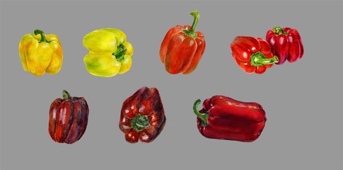 Set of yellow and red bell pepper. Hand drawn watercolor painting on gray background, Organic food illustration.
