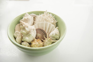 Shell collection in green bowl