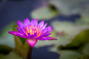 Beautiful lotus in pond.