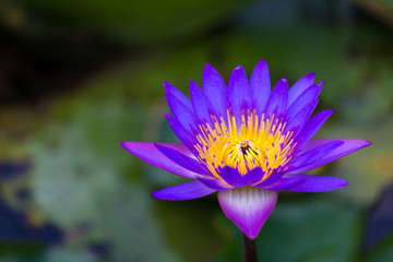 Beautiful lotus in pond.