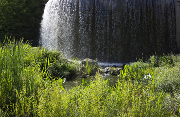 Waterfall and plants