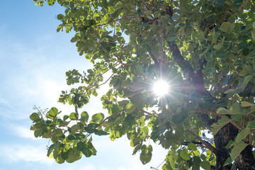 Sun shining through tree with blue sky.