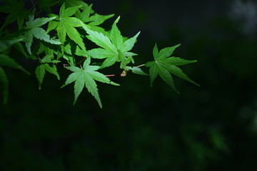 Maple leaves 