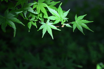 Maple leaves 