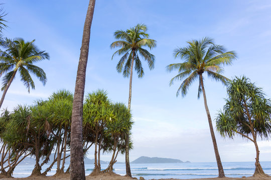 palm trees on the beach in summer season.