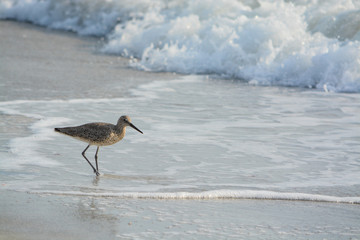Willet (catoptrophorus semipalmatus) feeding on Indian Rocks beach in Florida, USA