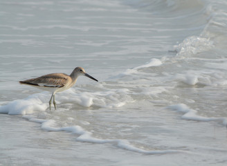 Willet (catoptrophorus semipalmatus) feeding on Indian Rocks beach in Florida, USA