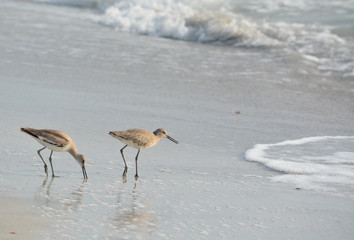 Willet (catoptrophorus semipalmatus) feeding on Indian Rocks beach in Florida, USA