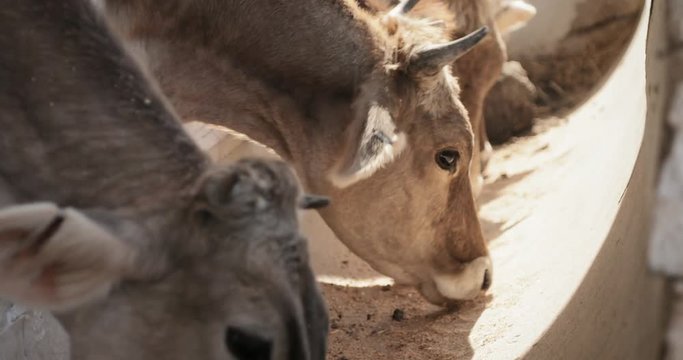 Cows Eating Food Animals In Farm Livestock Feeding