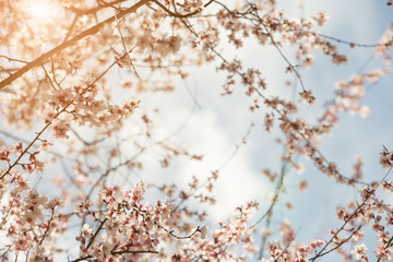 Beautiful peach forest