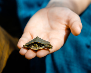 Baby Turtle