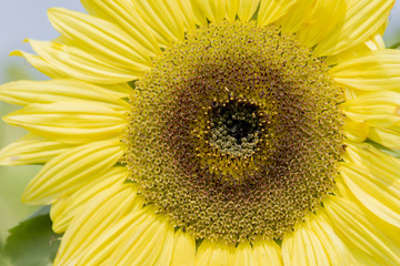 Sunflower close up